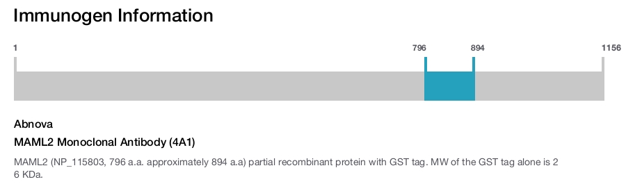 MAML2 Monoclonal Antibody (4A1)