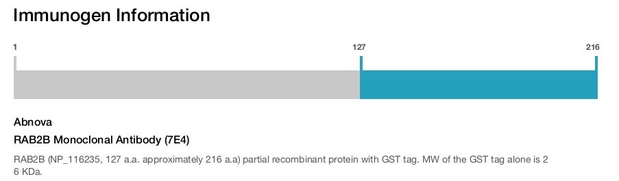 RAB2B Monoclonal Antibody (7E4)
