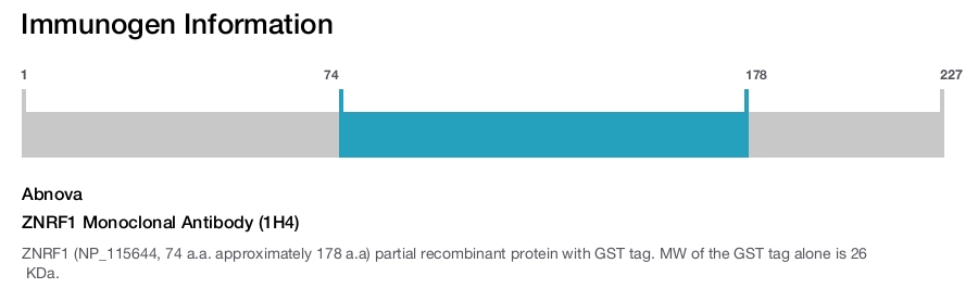 ZNRF1 Monoclonal Antibody (1H4)