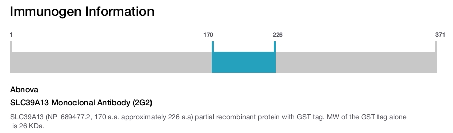 SLC39A13 Monoclonal Antibody (2G2)