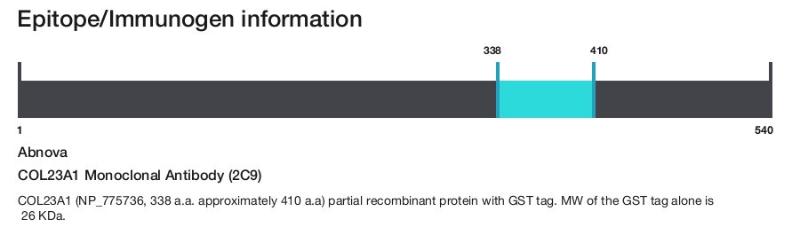 COL23A1 Monoclonal Antibody (2C9)