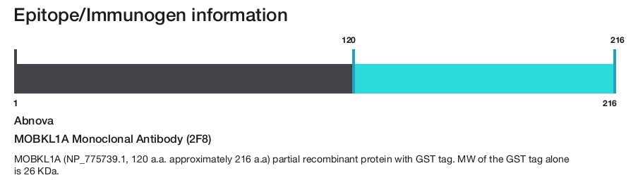 MOBKL1A Monoclonal Antibody (2F8)