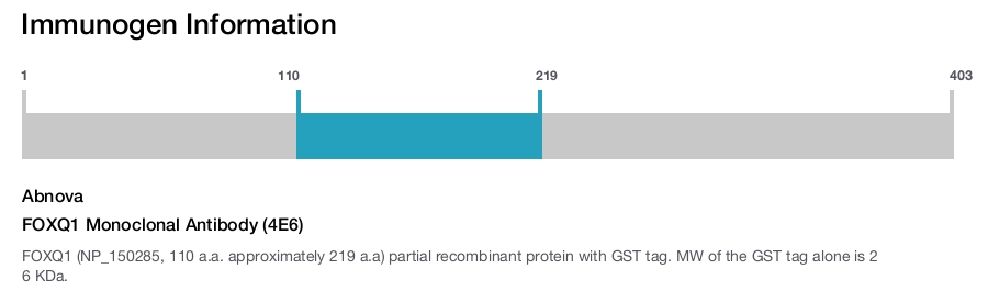 FOXQ1 Monoclonal Antibody (4E6)