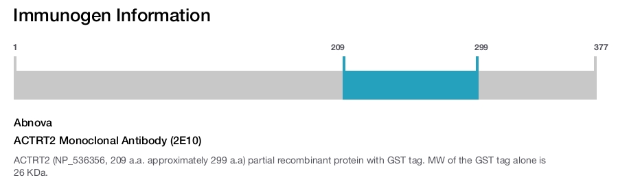 ACTRT2 Monoclonal Antibody (2E10)
