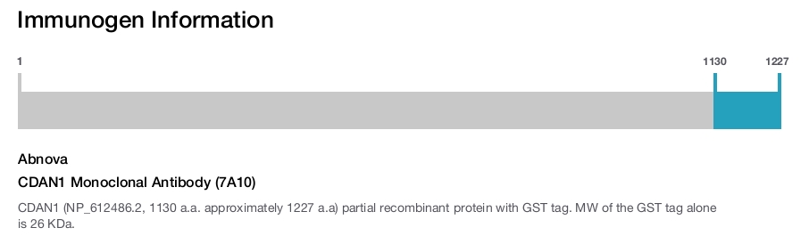 CDAN1 Monoclonal Antibody (7A10)