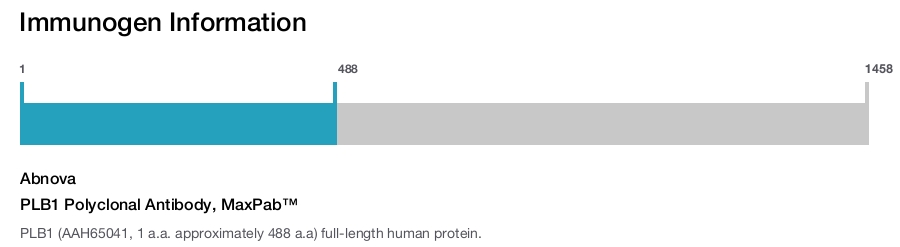 PLB1 Polyclonal Antibody, MaxPab™