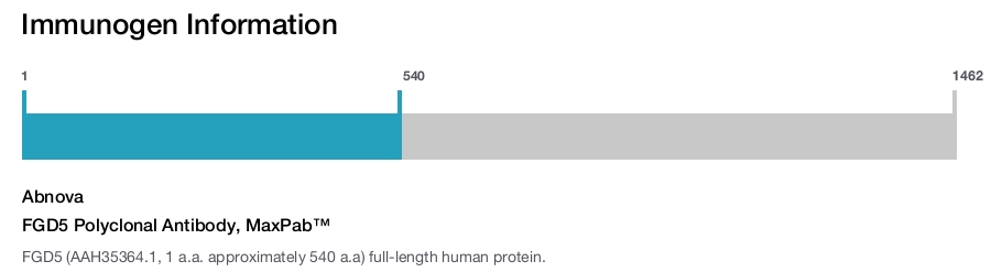 FGD5 Polyclonal Antibody, MaxPab™