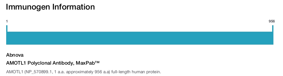 AMOTL1 Polyclonal Antibody, MaxPab™