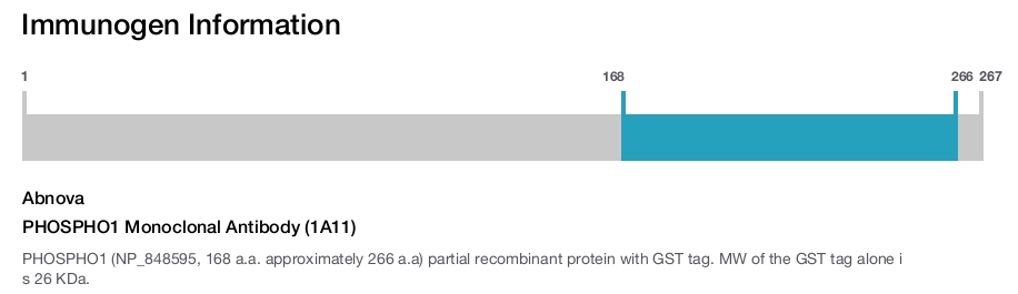 PHOSPHO1 Monoclonal Antibody (1A11)