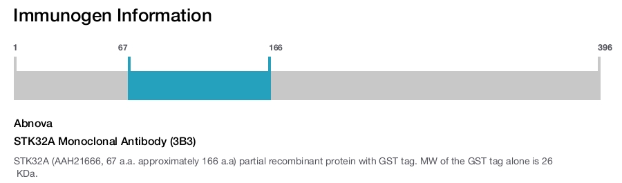 STK32A Monoclonal Antibody (3B3)