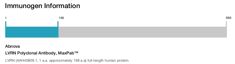 LVRN Polyclonal Antibody, MaxPab&trade;