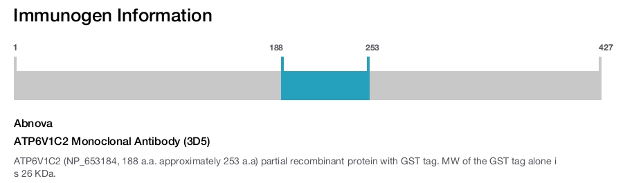 ATP6V1C2 Monoclonal Antibody (3D5)