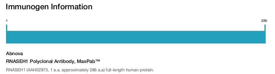 RNASEH1 Polyclonal Antibody, MaxPab™