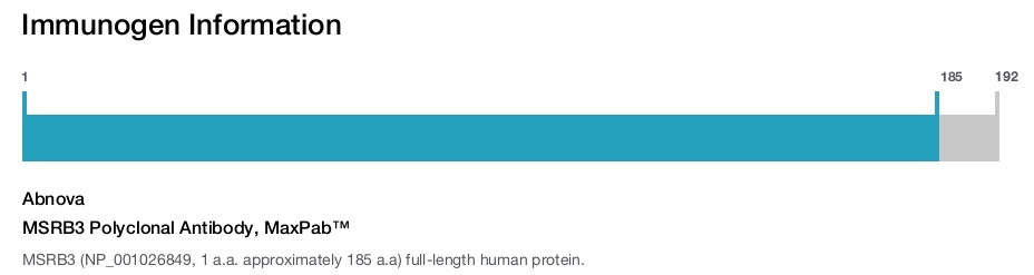 MSRB3 Polyclonal Antibody, MaxPab™