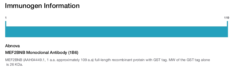 MEF2BNB Monoclonal Antibody (1B6)