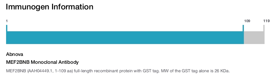 MEF2BNB Monoclonal Antibody