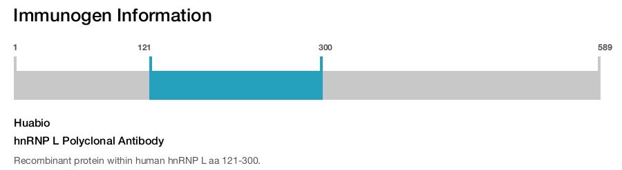 hnRNP L Polyclonal Antibody