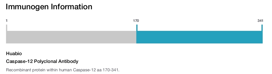 Caspase-12 Polyclonal Antibody