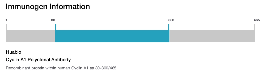 Cyclin A1 Polyclonal Antibody