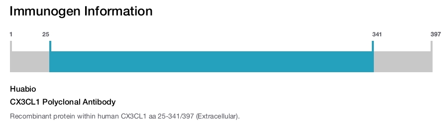 CX3CL1 Polyclonal Antibody