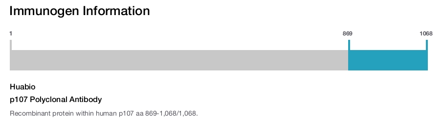 p107 Polyclonal Antibody