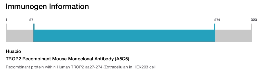 TROP2 Recombinant Mouse Monoclonal Antibody (A5C5)