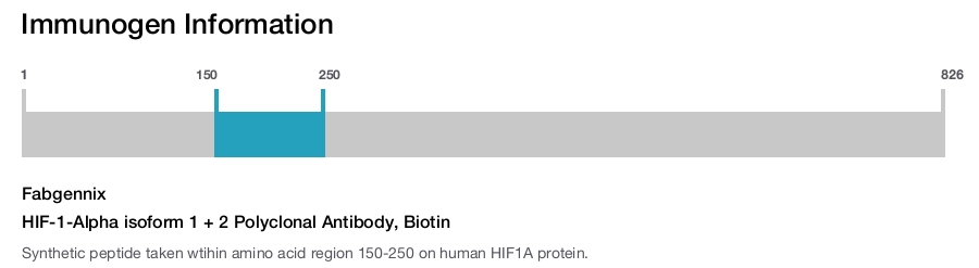 HIF-1-Alpha isoform 1 + 2 Polyclonal Antibody, Biotin