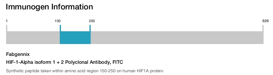 HIF-1-Alpha isoform 1 + 2 Polyclonal Antibody, FITC