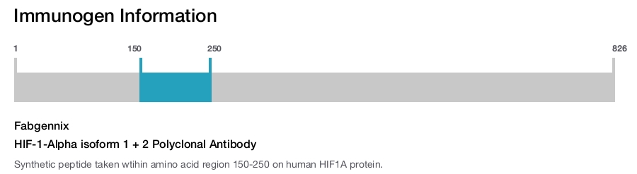 HIF-1-Alpha isoform 1 + 2 Polyclonal Antibody