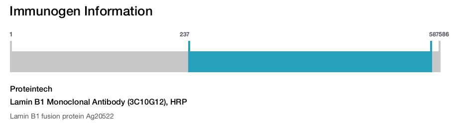 Lamin B1 Monoclonal Antibody (3C10G12), HRP