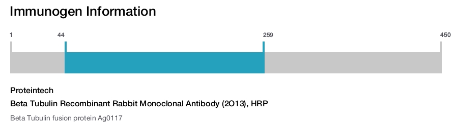 Beta Tubulin Recombinant Rabbit Monoclonal Antibody (2O13), HRP