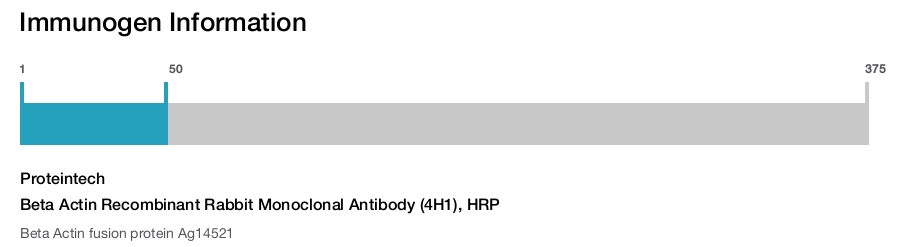 Beta Actin Recombinant Rabbit Monoclonal Antibody (4H1), HRP