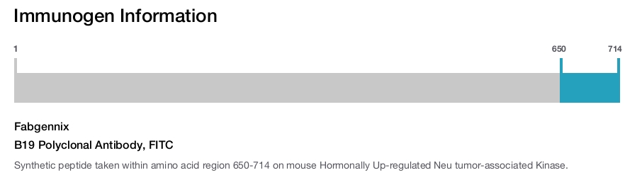 B19 Polyclonal Antibody, FITC