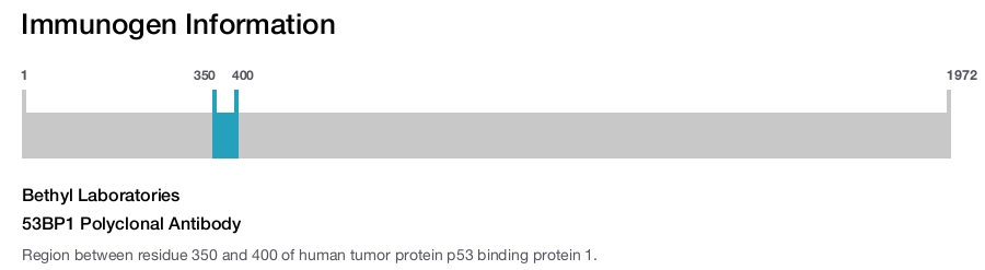 53BP1 Polyclonal Antibody