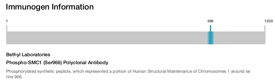 Phospho-SMC1 (Ser966) Polyclonal Antibody