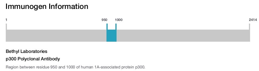 p300 Polyclonal Antibody