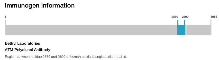 ATM Polyclonal Antibody
