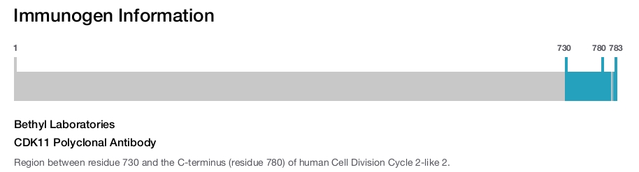 CDK11 Polyclonal Antibody