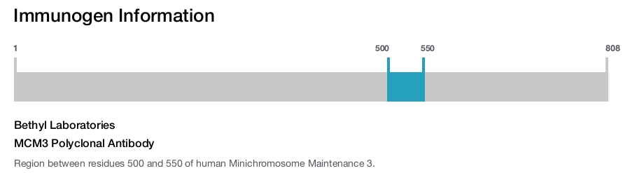 MCM3 Polyclonal Antibody