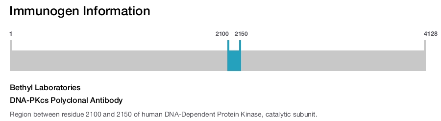 DNA-PKcs Polyclonal Antibody