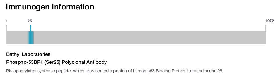 Phospho-53BP1 (Ser25) Polyclonal Antibody