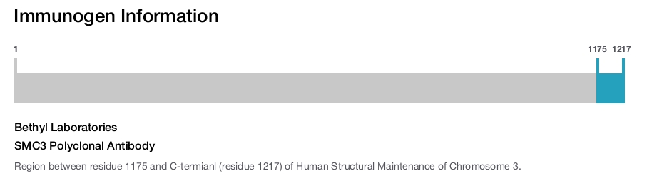 SMC3 Polyclonal Antibody