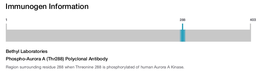Phospho-Aurora A (Thr288) Polyclonal Antibody