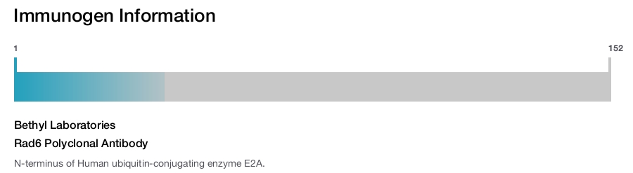 Rad6 Polyclonal Antibody