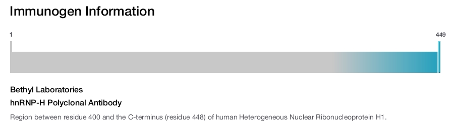 hnRNP-H Polyclonal Antibody