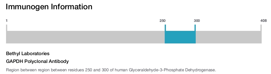 GAPDH Polyclonal Antibody