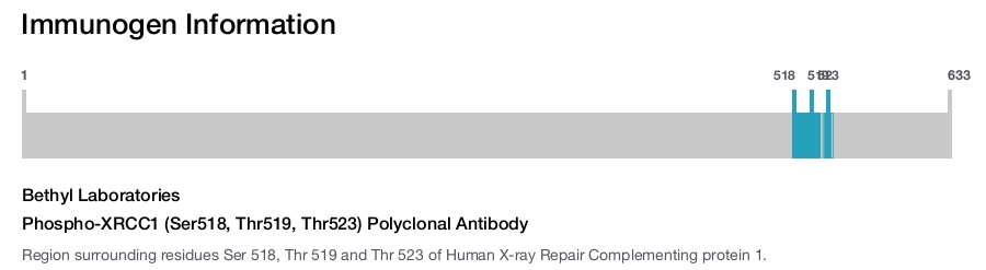 Phospho-XRCC1 (Ser518, Thr519, Thr523) Polyclonal Antibody