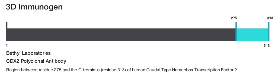 CDX2 Polyclonal Antibody