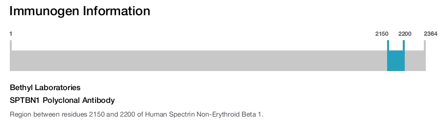 SPTBN1 Polyclonal Antibody