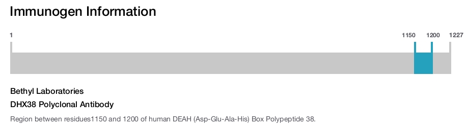 DHX38 Polyclonal Antibody